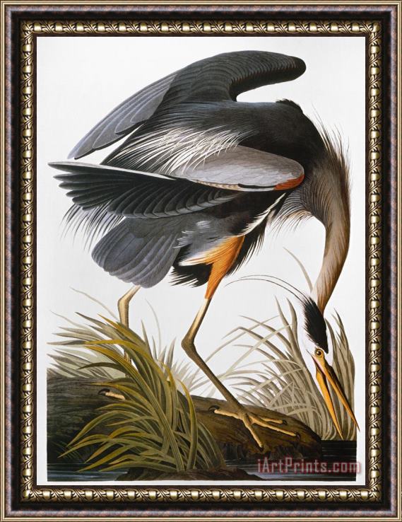 John James Audubon Audubon Heron Framed Print