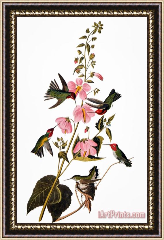 John James Audubon Audubon Hummingbird Framed Print