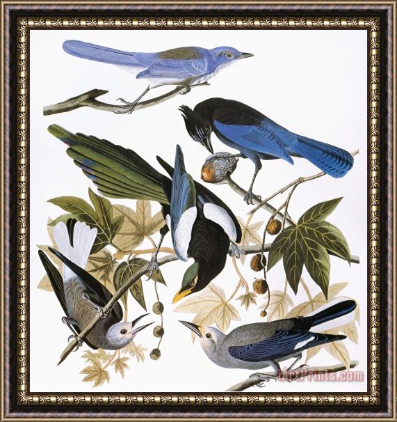 John James Audubon Audubon Jay And Magpie Framed Print