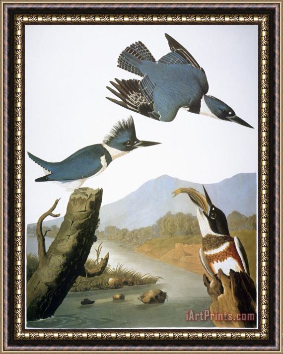 John James Audubon Audubon Kingfisher 1827 Framed Print