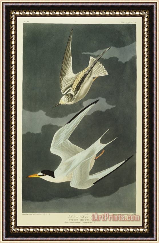 John James Audubon Audubon Lesser Tern Little Tern Framed Print