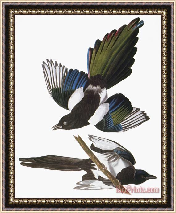 John James Audubon Audubon Magpie Framed Print