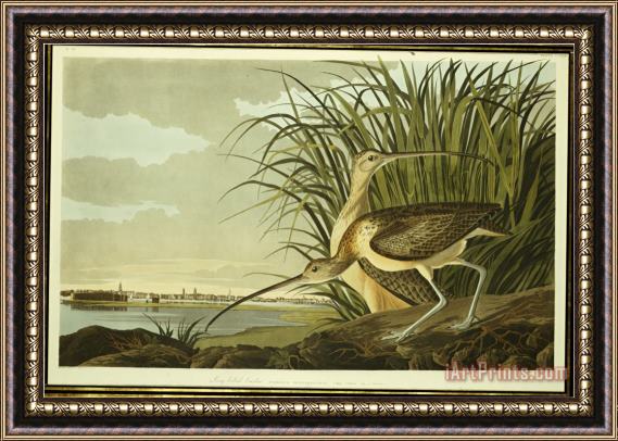 John James Audubon Audubon Male And Female Long Billed Curlew Framed Painting