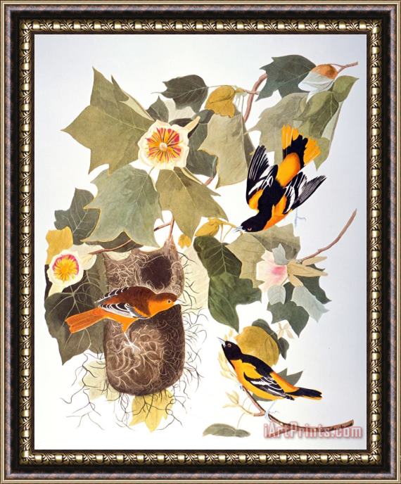John James Audubon Audubon Oriole Framed Print