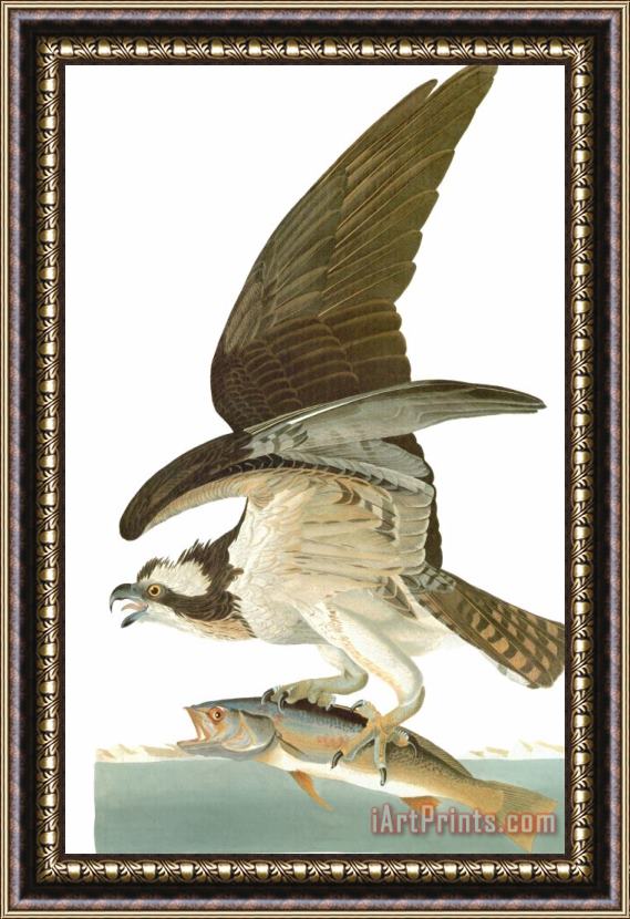 John James Audubon Audubon Osprey Framed Painting