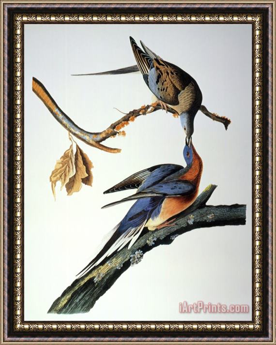 John James Audubon Audubon Passenger Pigeon Framed Painting