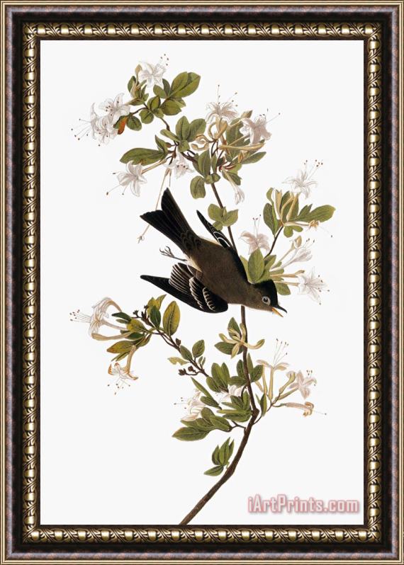 John James Audubon Audubon Pewee 1827 38 Framed Print