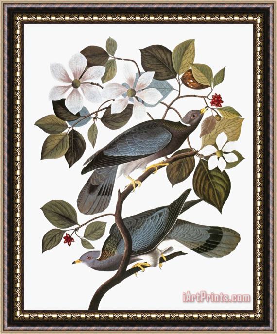 John James Audubon Audubon Pigeon Framed Painting