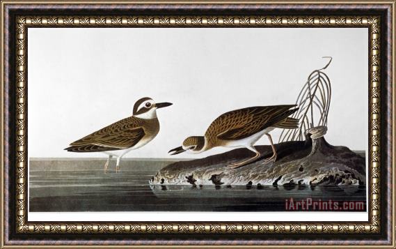 John James Audubon Audubon Plover 1827 38 Framed Print