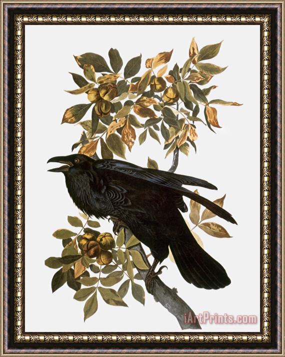 John James Audubon Audubon Raven Framed Print