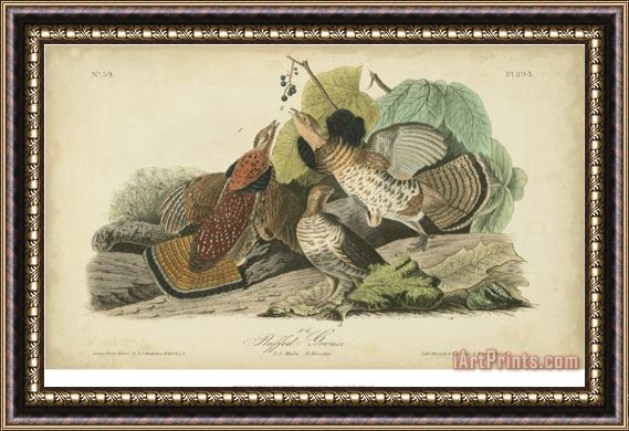 John James Audubon Audubon Ruffed Grouse Framed Painting