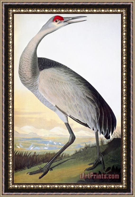 John James Audubon Audubon Sandhill Crane Framed Print