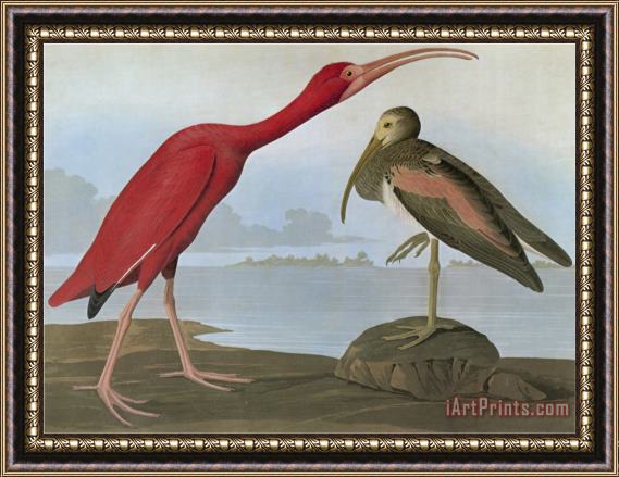 John James Audubon Audubon Scarlet Ibis Framed Painting