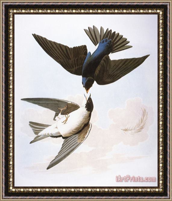 John James Audubon Audubon Swallows 1827 38 Framed Painting