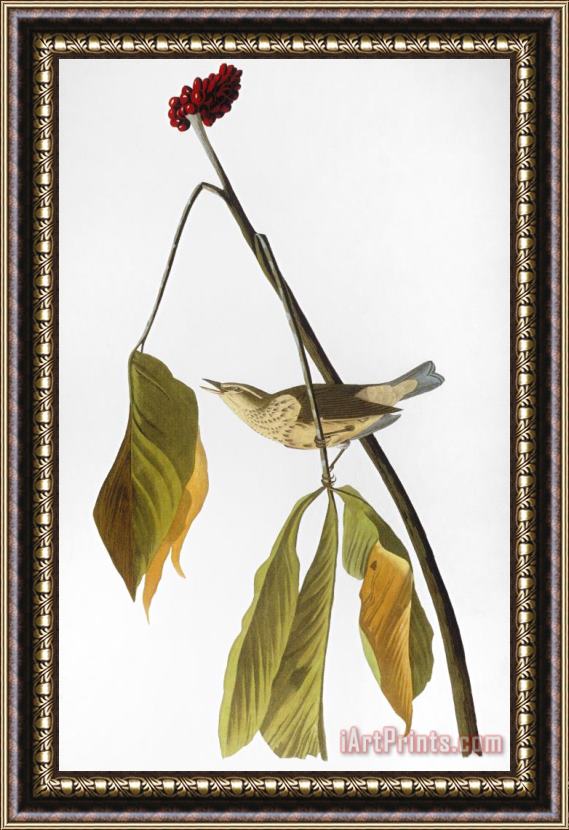 John James Audubon Audubon Thrush 1827 Framed Print