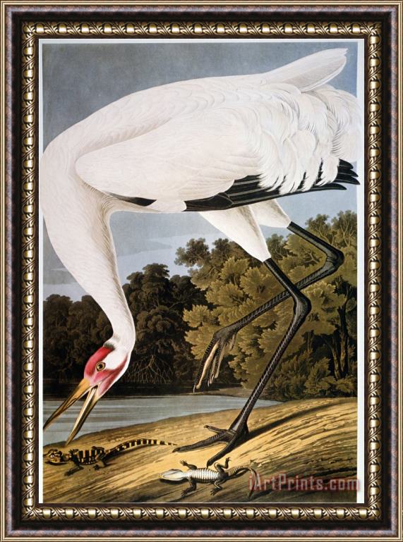 John James Audubon Audubon Whooping Crane Framed Painting