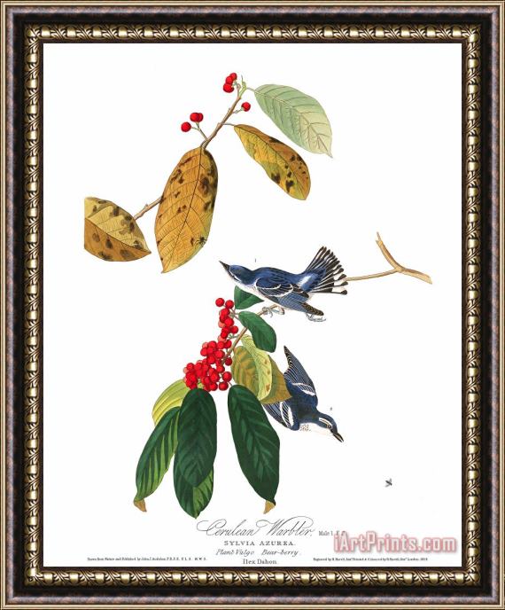 John James Audubon Azure Warbler Framed Print