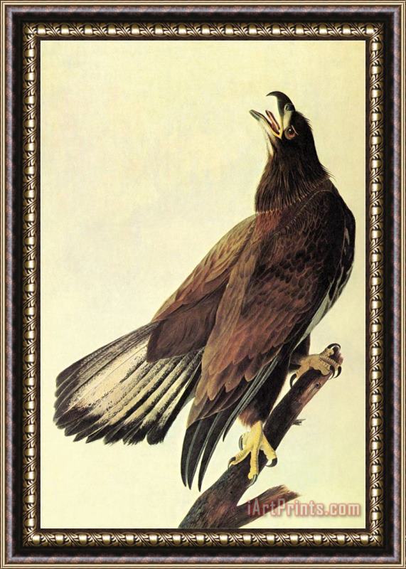 John James Audubon Bald Eagle Framed Painting