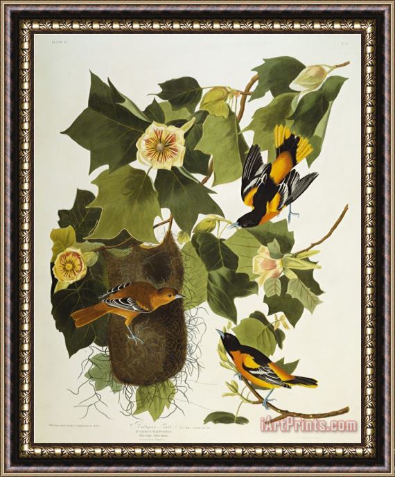 John James Audubon Baltimore Oriole Northern Oriole Icterus Galula From The Birds of America Framed Painting