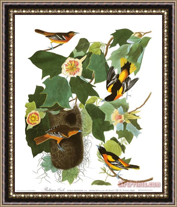 John James Audubon Baltimore Oriole Framed Painting