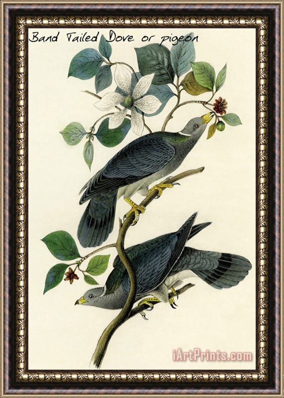 John James Audubon Band Tailed Dove Or Pigeon Framed Painting