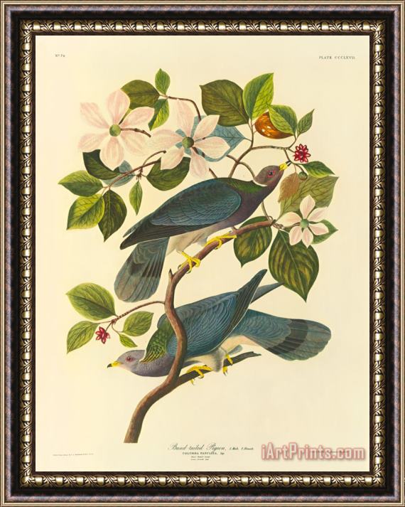 John James Audubon Band Tailed Pigeon Framed Print