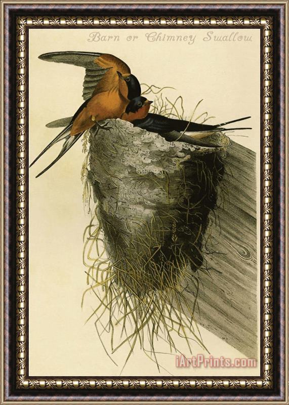 John James Audubon Barn Or Chimney Swallow Framed Print