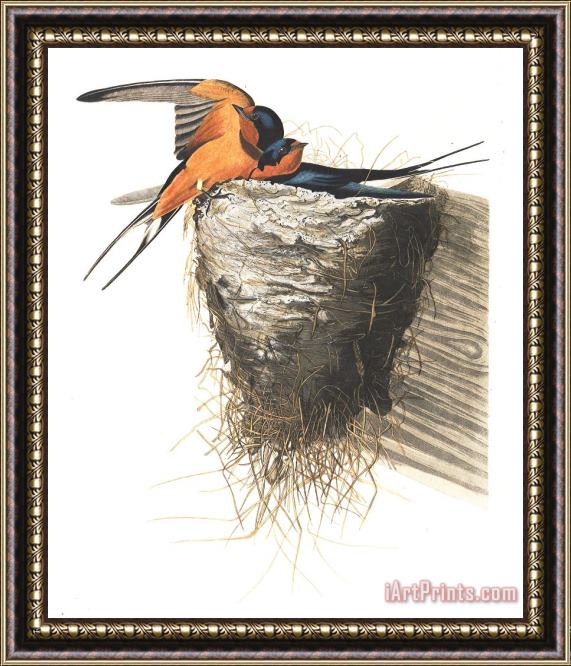 John James Audubon Barn Swallow Framed Print