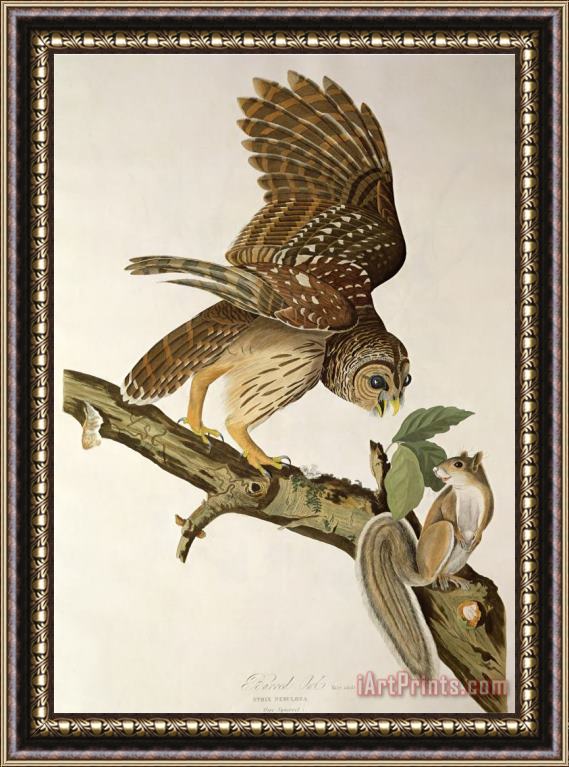 John James Audubon Barred Owl From Birds of America Framed Painting