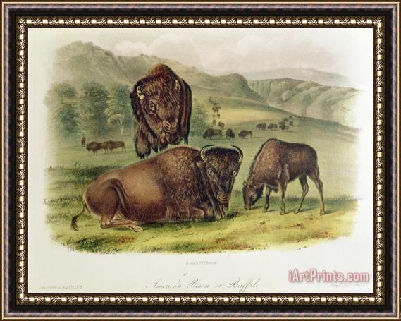 John James Audubon Bison From Quadrupeds of North America 1842 5 Framed Painting