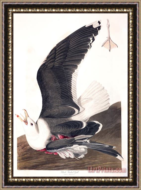 John James Audubon Black Backed Gull Framed Print