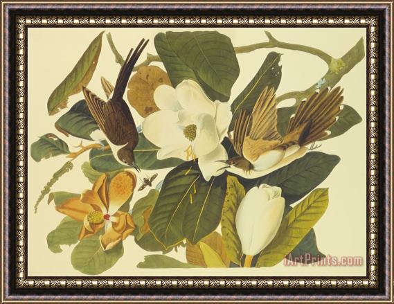 John James Audubon Black Billed Cuckoo Framed Print