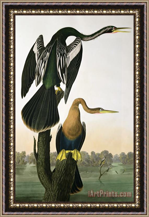 John James Audubon Black Billed Darter Framed Painting