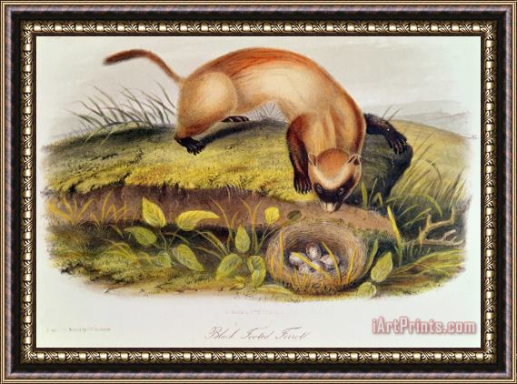 John James Audubon Black Footed Ferret From Quadrupeds of North America Framed Painting