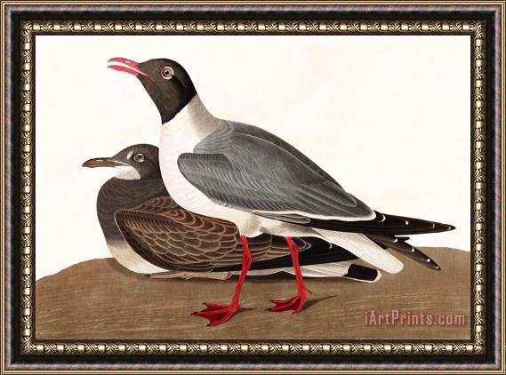 John James Audubon Black Headed Gull Framed Print