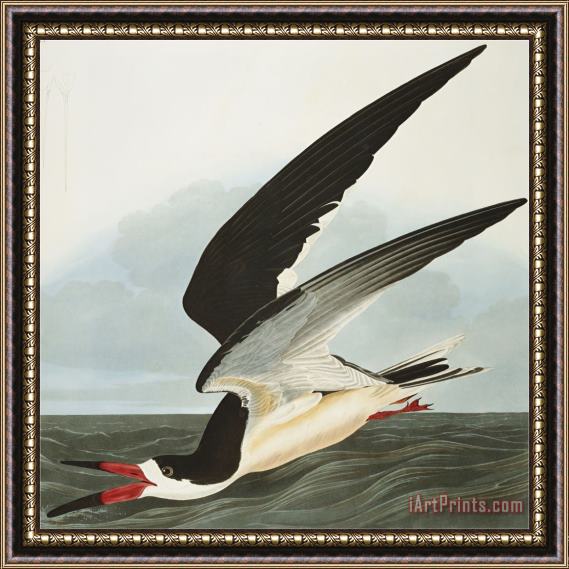 John James Audubon Black Skimmer Or Shearwater Black Skimmer Rynchops Niger From The Birds of America Framed Painting