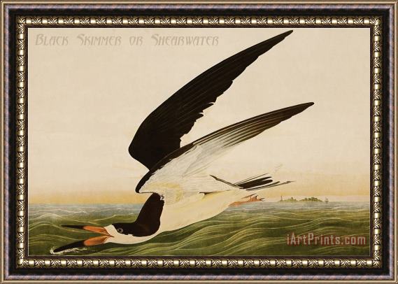 John James Audubon Black Skimmer Or Shearwater Framed Print