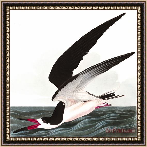 John James Audubon Black Skimmer, Or Shearwater Framed Print