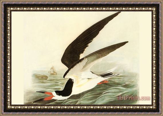 John James Audubon Black Skimmer Framed Painting