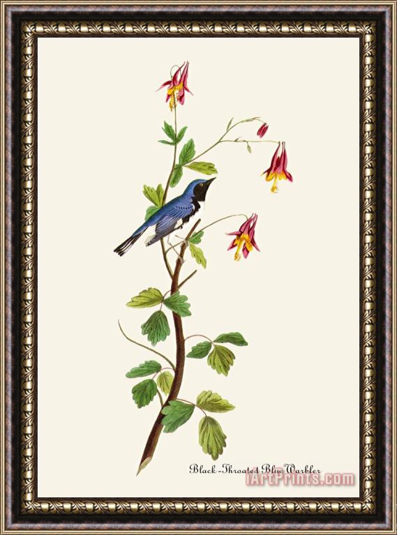 John James Audubon Black Throated Blue Warbler Framed Print