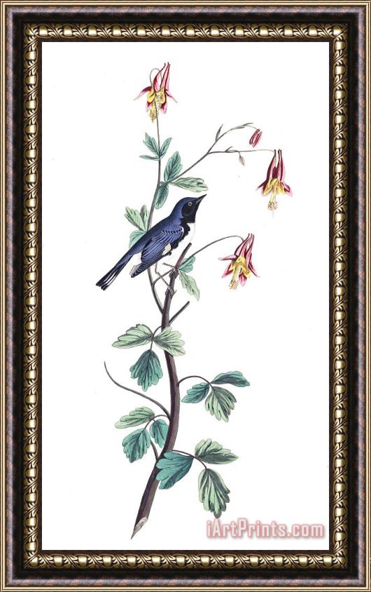 John James Audubon Black Throated Blue Warbler Framed Painting