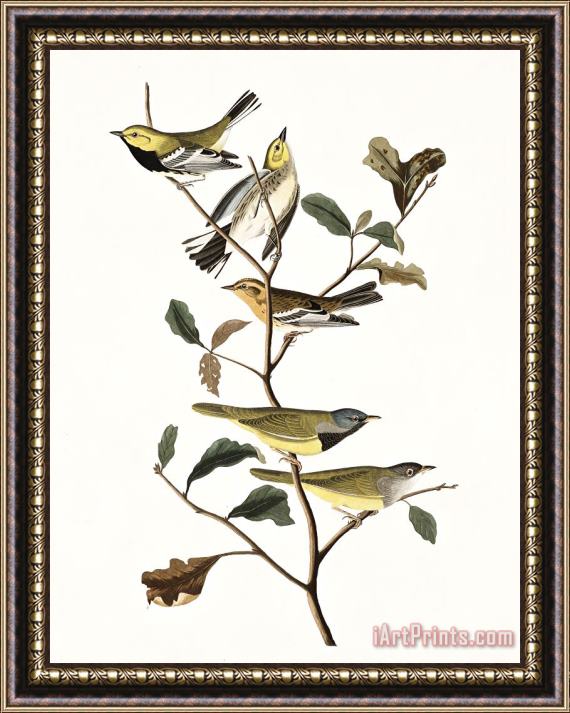 John James Audubon Black Throated Green Warbler, Blackburnian, Mourning Warbler Framed Painting