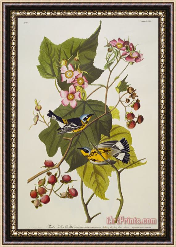 John James Audubon Black Yellow Magnolia Warbler Dendroica Magnolia Plate Cxxiii From The Birds of America Framed Print