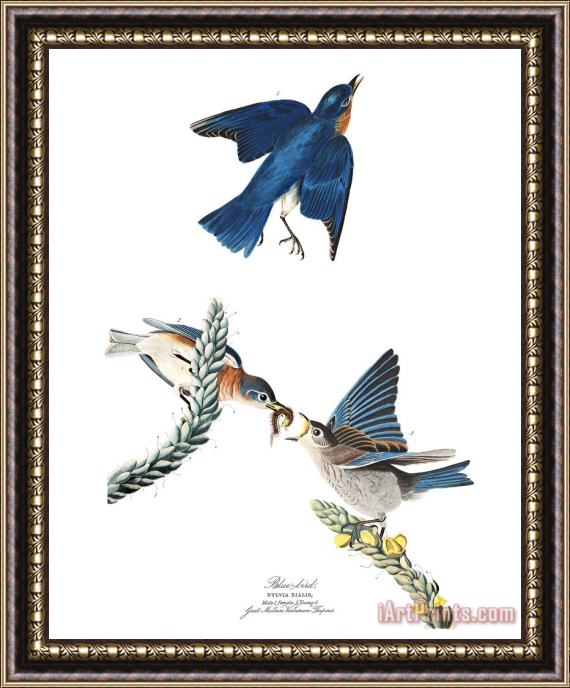 John James Audubon Blue Bird Framed Painting