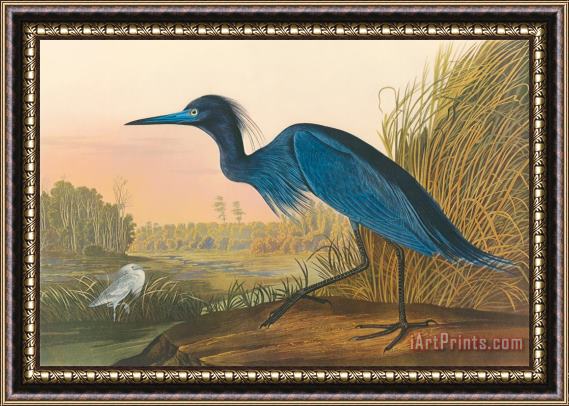 John James Audubon Blue Crane Framed Painting