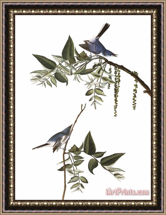 John James Audubon Blue Grey Fly Catcher Framed Print