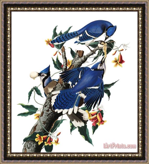 John James Audubon Blue Jay Framed Print