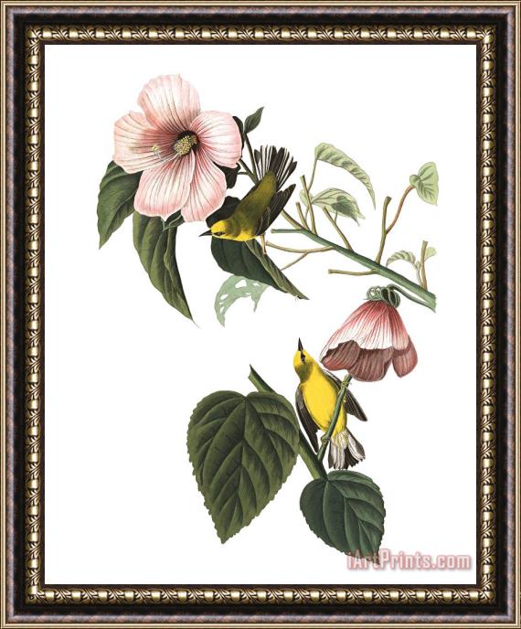 John James Audubon Blue Winged Yellow Warbler Framed Print