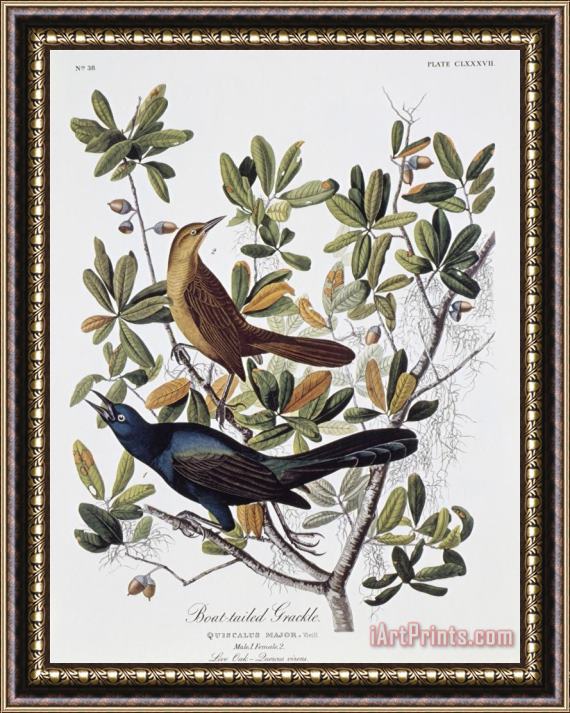 John James Audubon Boat Tailed Grackle Male And Female Framed Print