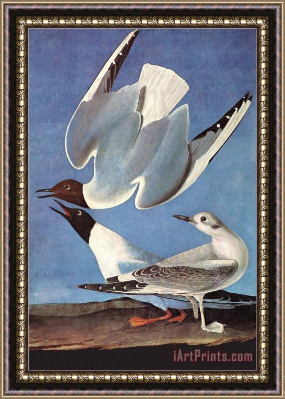 John James Audubon Bonapartes Gull Framed Painting